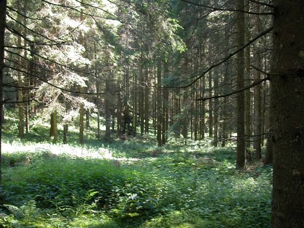 Fir forest with straight trunks and sunlight on the green undergrowth