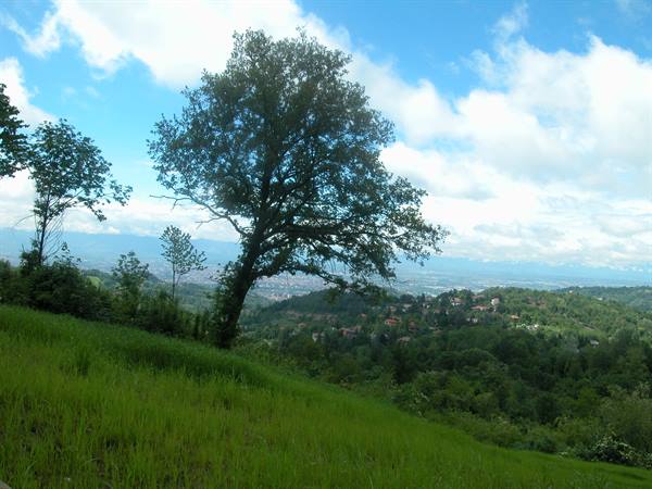 Tall tree on green meadow, hills and houses beneath white clouds