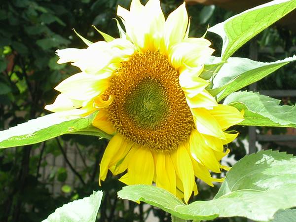 Yellow sunflower with green center among leaves in sunlight