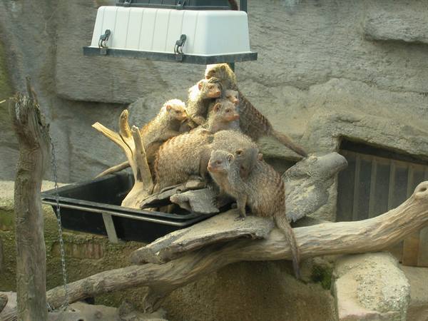 Group of mongooses huddling on logs and rocks under a heat lamp