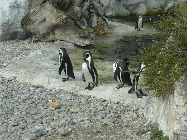 African penguins standing on grey rocks near the pond
