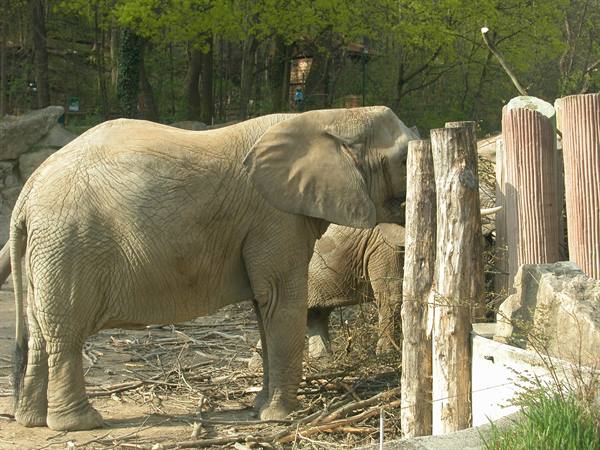 Elephant next to wooden logs in a zoo enclosure