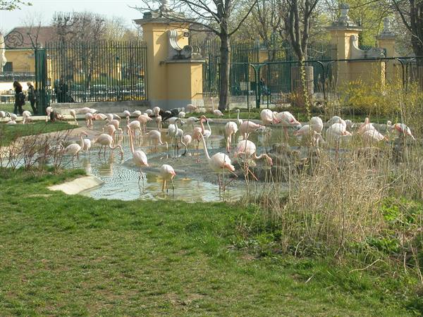 Pink flamingos wading in a pond at Schönbrunn Zoo, yellow gate behind