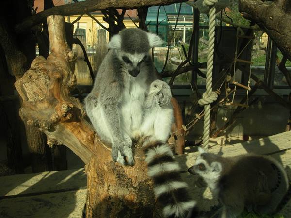 Two ring-tailed lemurs resting on logs in the zoo enclosure