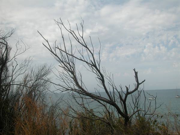 Dry branches by the sea with boats and cloudy sky