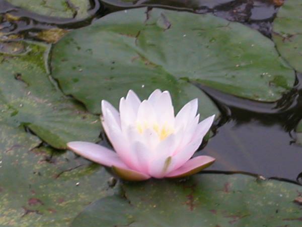White and pink lotus flower among green water lilies