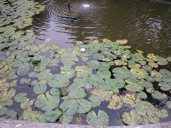 Pond with water lilies and floating pads, small fountain splashing on dark water
