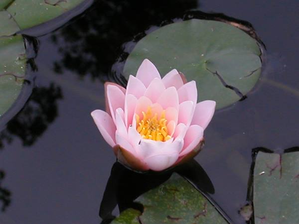 Pink lotus flower with yellow center floats among green leaves on dark water