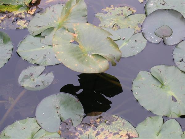 Water lily leaves float on the dark pond water