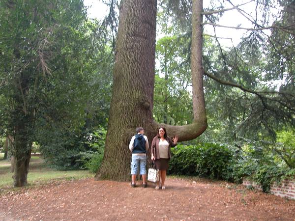 Two people beside a huge curved tree trunk in the park