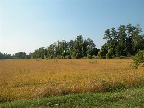 Golden ripe rice field under blue sky, row of trees behind