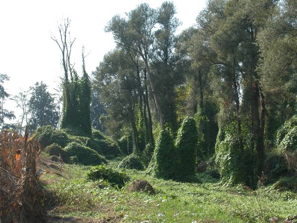 Ivy-covered trees in a sunny grassy meadow