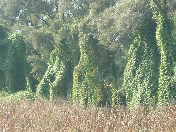 Trees covered in climbing ivy above a dry cornfield