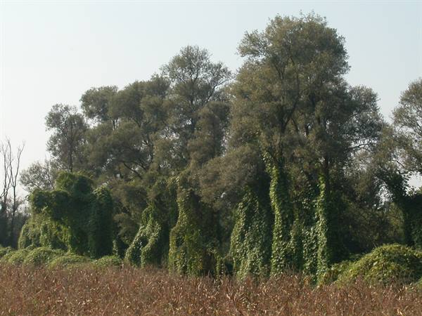 Ivy-covered trees rising above a dry cornfield