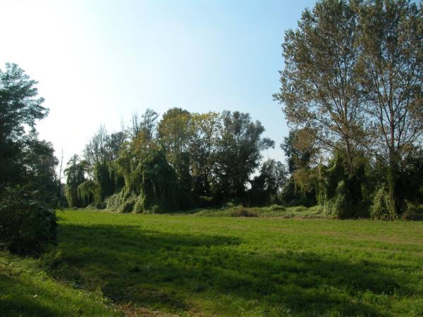 Green meadow with ivy-covered trees under clear sky