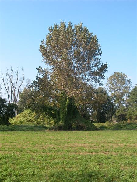 Tall tree with ivy-covered trunk in green meadow, clear blue sky