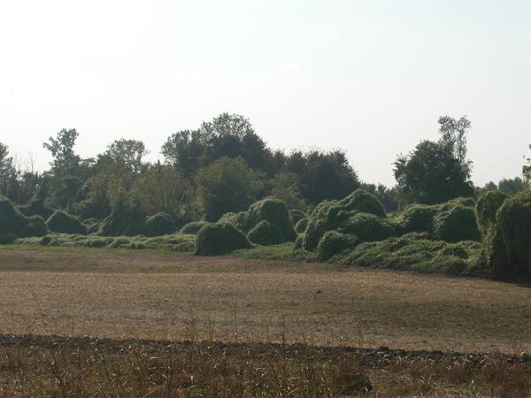 Plowed field before bushes wrapped in green climbing vines, bright light