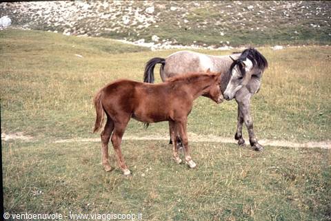 Grey horse and bay foal nuzzle each other on a mountain meadow