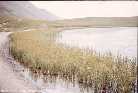 Reed bank along an alpine lake between grassy slopes