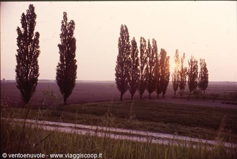 Row of poplars backlit by low sun, farmland fields and a country road