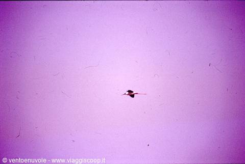 Bird flying at center, violet sky, scratched damaged film