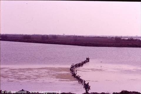 Wooden posts lined across calm lagoon waters