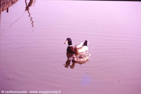 Mallard duck swimming on pink-tinted water, reflection and ripples