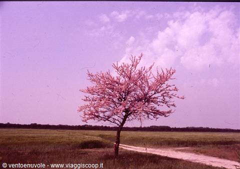 Pink blossoming tree before green fields, dirt path, lilac sky