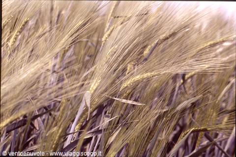 Golden wheat ears bending in the wind in a ripe field
