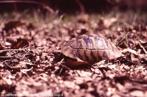 Striped tortoise crawling on dry fallen leaves in the sunlight