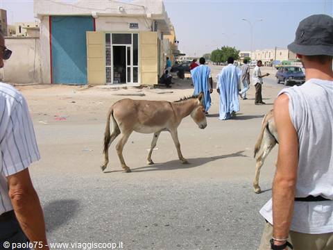 Donkey crossing the street, men in blue boubous, tourists watching
