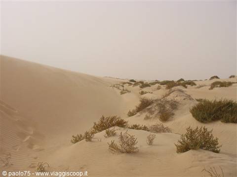Sand dunes with scattered green shrubs under a pale sky