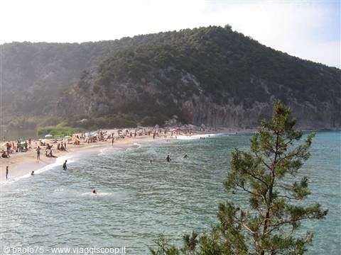 Crowded beach beneath green hill, pine tree in foreground, swimmers in clear water