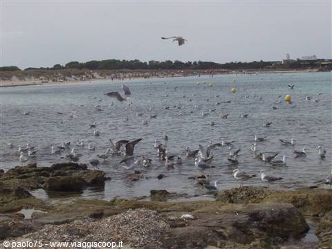 Seagulls flying and floating on clear water near rocks, sandy beach behind
