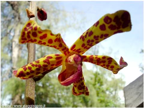 Orchid