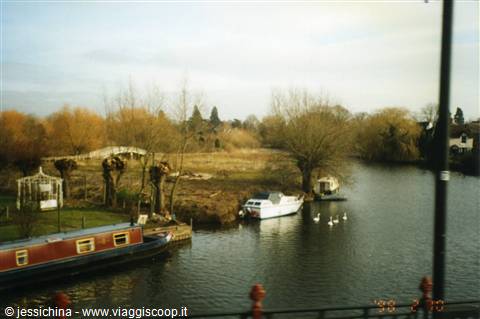 Boats moored along the River Thames, swans on the water and bare willows