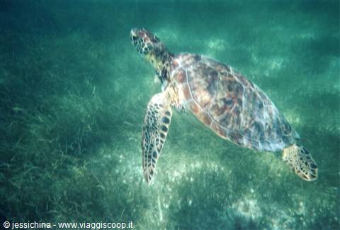 turtle in front of the columbus club beach