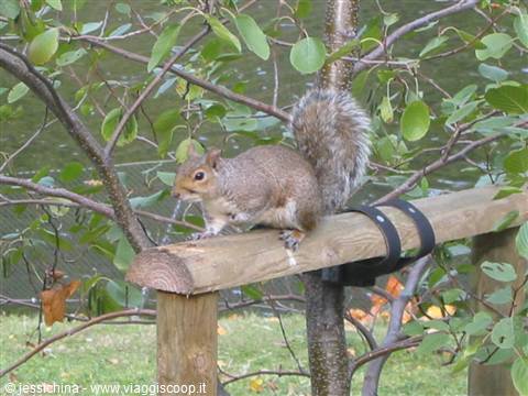 squirrel in hyde park
