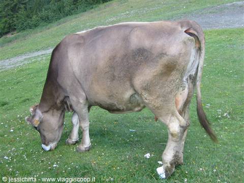 Brown cow grazing on a green mountain meadow