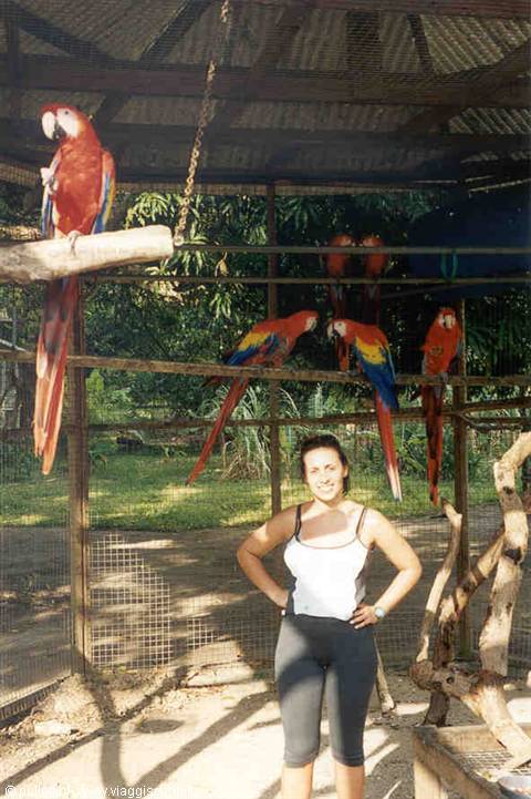 The parrots
