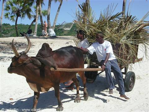 Two men drive a zebu pulling a cart of palm fronds on the beach