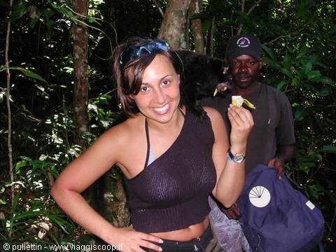 Smiling tourist with a tapir on her shoulder in jungle, guide nearby