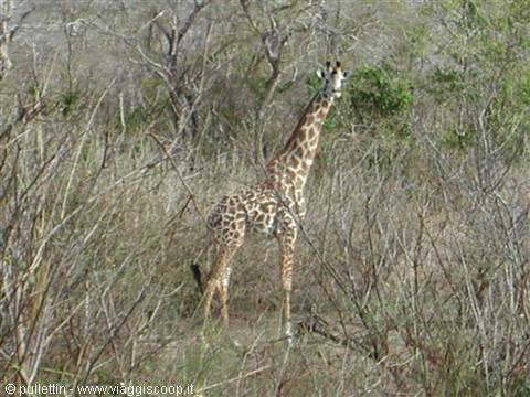 Giraffe standing among dry bushes and bare trees in the savannah