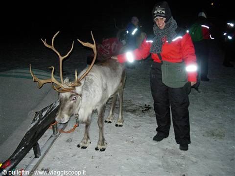 Reindeer sleigh ride