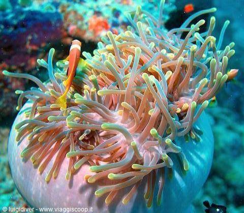 Orange clownfish swimming among the tentacles of a sea anemone