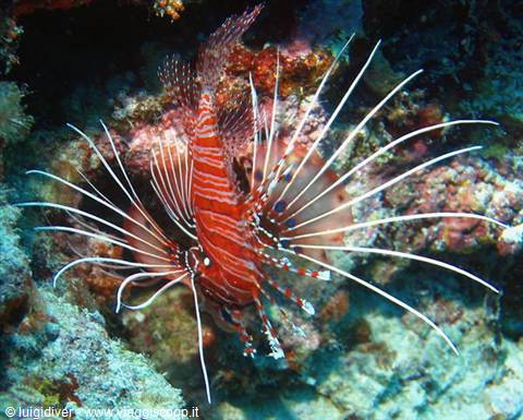 Red lionfish with white stripes swims among underwater corals