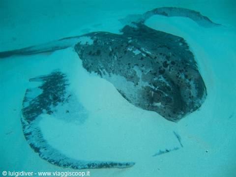 Stingray swimming over white sand, blue underwater light