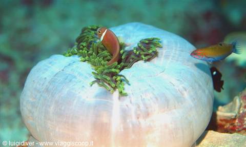 Clownfish among green tentacles of a white sea anemone, underwater reef