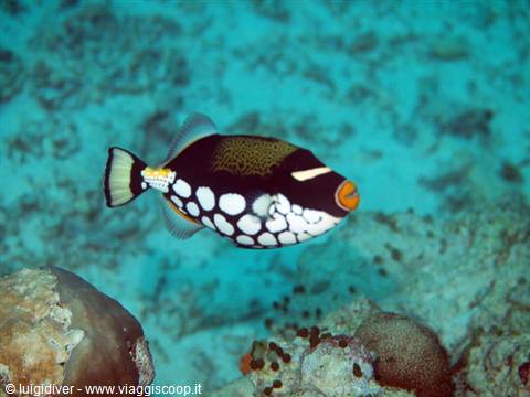 Clown triggerfish swims among corals over sandy seabed