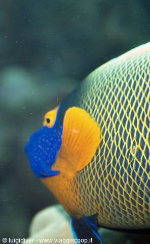 Blue-faced angelfish with yellow mask swims near underwater rocks